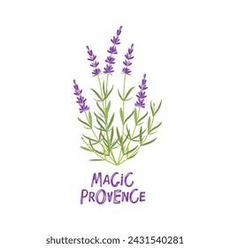 Provenza mágica. Ramo de lavanda con texto. Diseño de logotipo para cosméticos naturales, floristería. Provenza hierbas florales con flores moradas. Etiqueta de ilustración vectorial dibujada a mano con flores médicas de lavanda