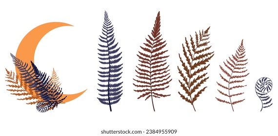 A magic set of ferns and a month. Vector stock illustration. Esoteric icons for witchcraft. Isolated on a white background.