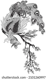 a magical phoenix sitting on a blossom sakura branch. Chinese mythological bird Feng Huang. One of celestial Feng shui creatures. Black and white vector illustration 