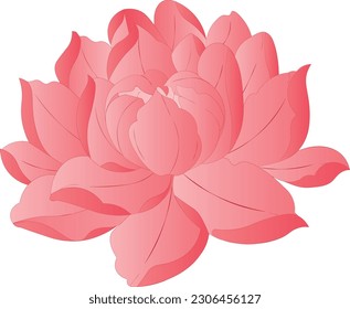 The magical pink lotus with shadows