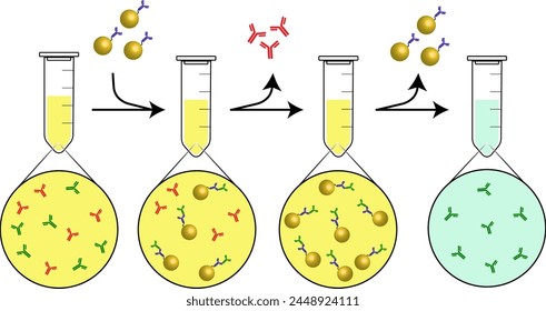 Magnetic beads technology to recover an antibody from interfering protein mixture. It is an example for immunoprecipitation techniques.