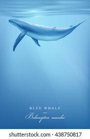 Magnificent blue whale swimming under the ocean surface vector illustration