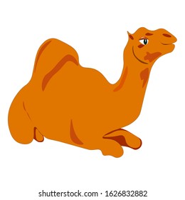 The magnificent camel is resting. He sat down and stared majestically around.