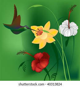 Magnificent hummingbird flying over yellow daffodil, red hibiscus and white hibiscus, vector illustration