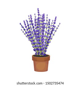 Magnificent lavender in a brown pot. Vector illustration on a white background.