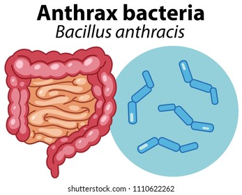 Magnified cells of Anthrax bacteria illustration