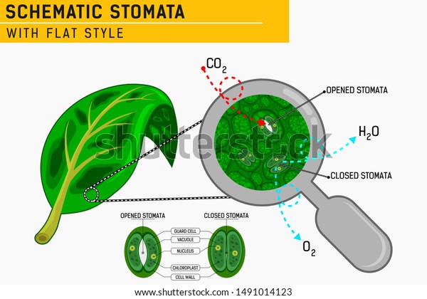 Magnified Leaf Stomata Schematic Stomata Open Stock Vector (Royalty ...