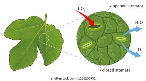 Magnified leaf stomata - schematic (opened and closed)