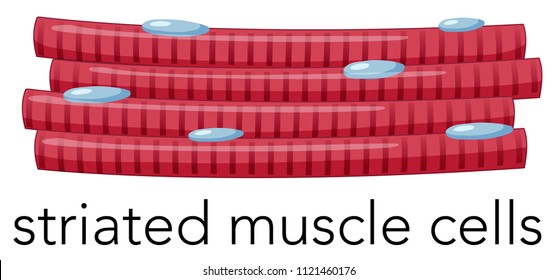 Striated Muscle Images Stock Photos Vectors Shutterstock