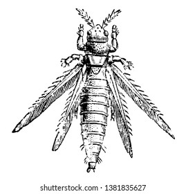 Magnified Thrips is a very small insects that live in flowers, vintage line drawing or engraving illustration.