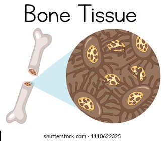 Magnified Tissue Inside Bone Illustration