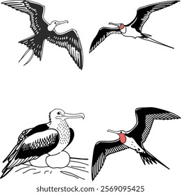 Magnifilcent frigatebird  bundle line art and illustrator eps