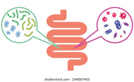 Magnifying focused on the human digestive system to show good and bad bacteria,Digestive tract or alimentary canal showing bacteria or microbes,probiotic