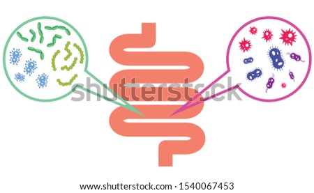 Magnifying focused on the human digestive system to show good and bad bacteria,Digestive tract or alimentary canal showing bacteria or microbes,probiotic