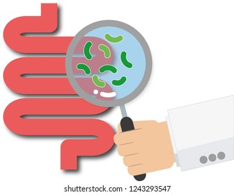 Magnifying glass focused on the human digestive system,Digestive tract or alimentary canal showing bacteria with doctor hand