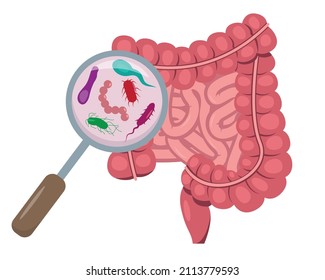 Magnifying glass focused on microflora in human small and large intestine. Intestinal bacteria and viruses inside the Internal organ, digestive tract . Vector illustration on white background.