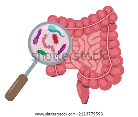 Magnifying glass focused on microflora in human small and large intestine. Intestinal bacteria and viruses inside the Internal organ, digestive tract . Vector illustration on white background.