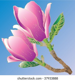 magnolia