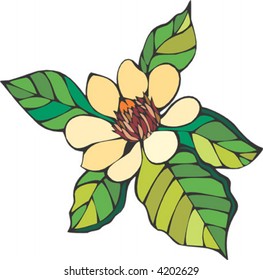 Magnolia