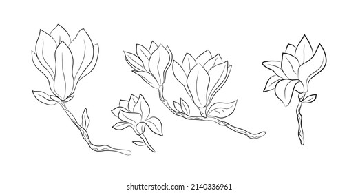 Magnolia 5 flowers, set drawn by lines. Isolated bud on a branch. For invitations and postcards