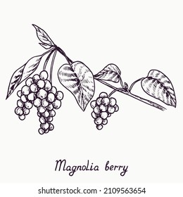 Magnolia berry branch with berries and leaves, outline simple doodle drawing with inscription, gravure style