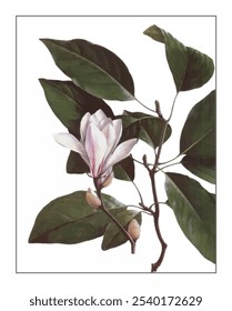 Magnolia biondii, hand-painted floral and botanical painting, hand-painted herbal painting, natural herbs.