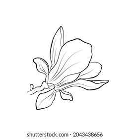 magnolia bloom image. hand drawn flower illustration. vector floral element for greeting card and invitation design