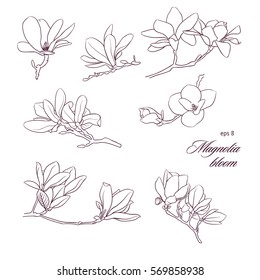 Magnolia bloom vector set