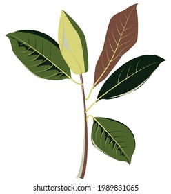 Magnolia botanique seamless pattern with flowers branches leaves seeds and cones