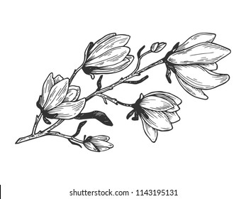 Magnolia branch engraving vector illustration. Scratch board style imitation. Hand drawn image.