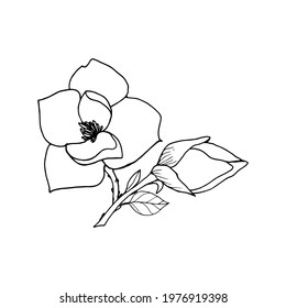 Magnolia branch with flower, bud and leaves, line art sketch. Vector illustration for packaging, card, manual, template, poster.