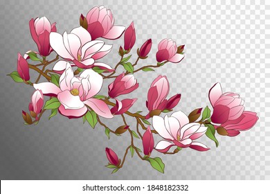 Magnolia branch isolated on a white background. Spring pink flowers, buds and leaves. Vector illustration for making wedding invitations, congratulations on international women's day.