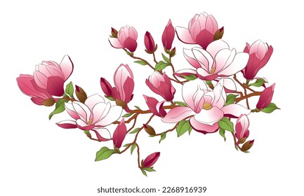 Magnolia branch isolated on a white background. Spring pink flowers, buds and leaves. Vector illustration for making wedding invitations, congratulations on international women's day.