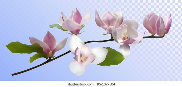 Magnolia branch isolated spring flower blossom vector illustration. Pink blooming tree elements design. Bloom flowers branch on transparent, vector magnolia tree blossom, pink petals buds green leaves
