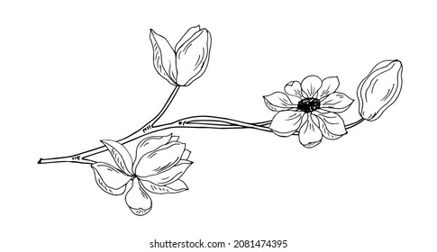 Magnolia branch. Line art. Vector illustration.