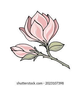 Magnolia branch with pink flower and bud, color freehand drawing with black outline. Vector illustration template for different design, poster, tee shirt, pillow, home decor.