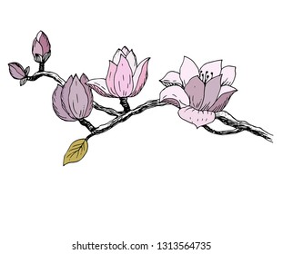 Magnolia branch. Vector illustration.