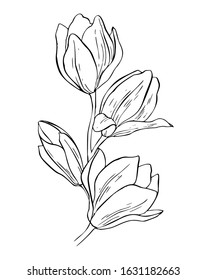 Magnolia branch, vector image. Line graphics