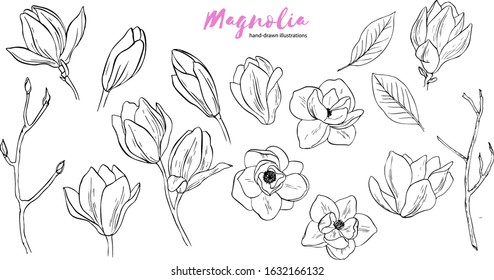 Magnolia branch, vector image. Line graphics
