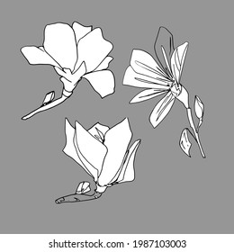 La magnolia se cierne. Grandes flores primaverales. libro de colorear para niños y adultos. Diseñado para el diseño, coloreado, textiles, papel. Gráficos de material, aislar.