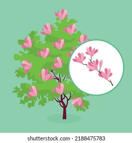 magnolia bush on light green background