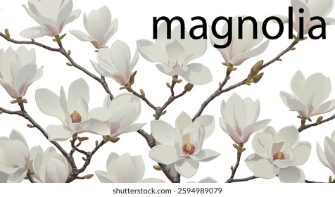 magnolia, 봄, flower, 가지, 네이처, 나무, 블로섬, 식물, 개화, 나뭇잎, 버찌