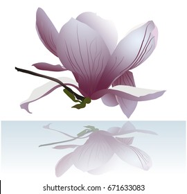 Magnolia flower