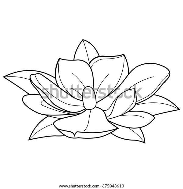 Magnolia Flower Black White Illustration Stock Vector (Royalty Free