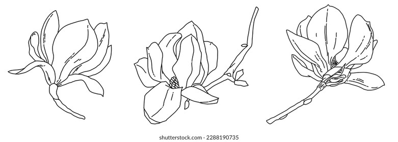 Magnolia flower blooming art. Hand drawn realistic detailed vector illustration. Black and white clipart isolated collection. 