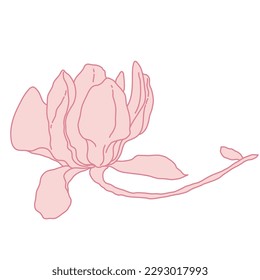 Arte floreciente de la Magnolia. Dibujo de mano con ilustraciones vectoriales detalladas y realistas. Clipart relleno de línea rosa aislado.