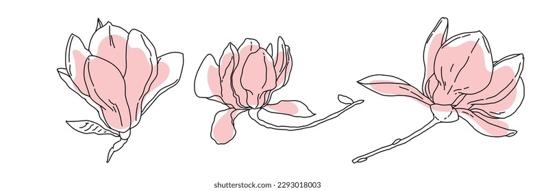 Magnolia flower blooming art. Hand drawn realistic detailed vector illustration. Black outline and pink shape clipart isolated collection.