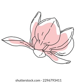 Magnolia flower blooming art. Hand drawn realistic detailed vector illustration. Black outline and pink shape clipart isolated 