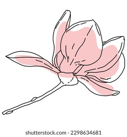 Magnolia flower blooming art. Hand drawn realistic detailed vector illustration. Black outline and pink shape clipart isolated 