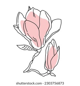 Magnolia flower blooming art. Hand drawn realistic detailed vector illustration. Black outline and pink shape clipart isolated 